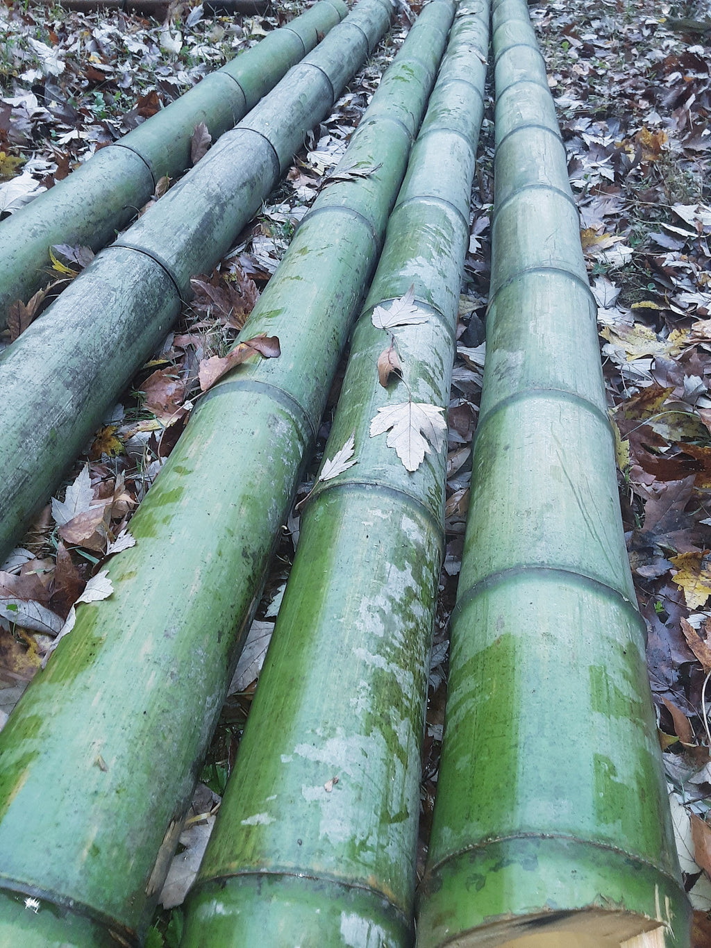 Green Bamboo Pole 4" Diameter Fresh Cut Bamboo Indoor Outdoor Decor Thick Bamboo Natural Bamboo Pole Big Bamboo Decor