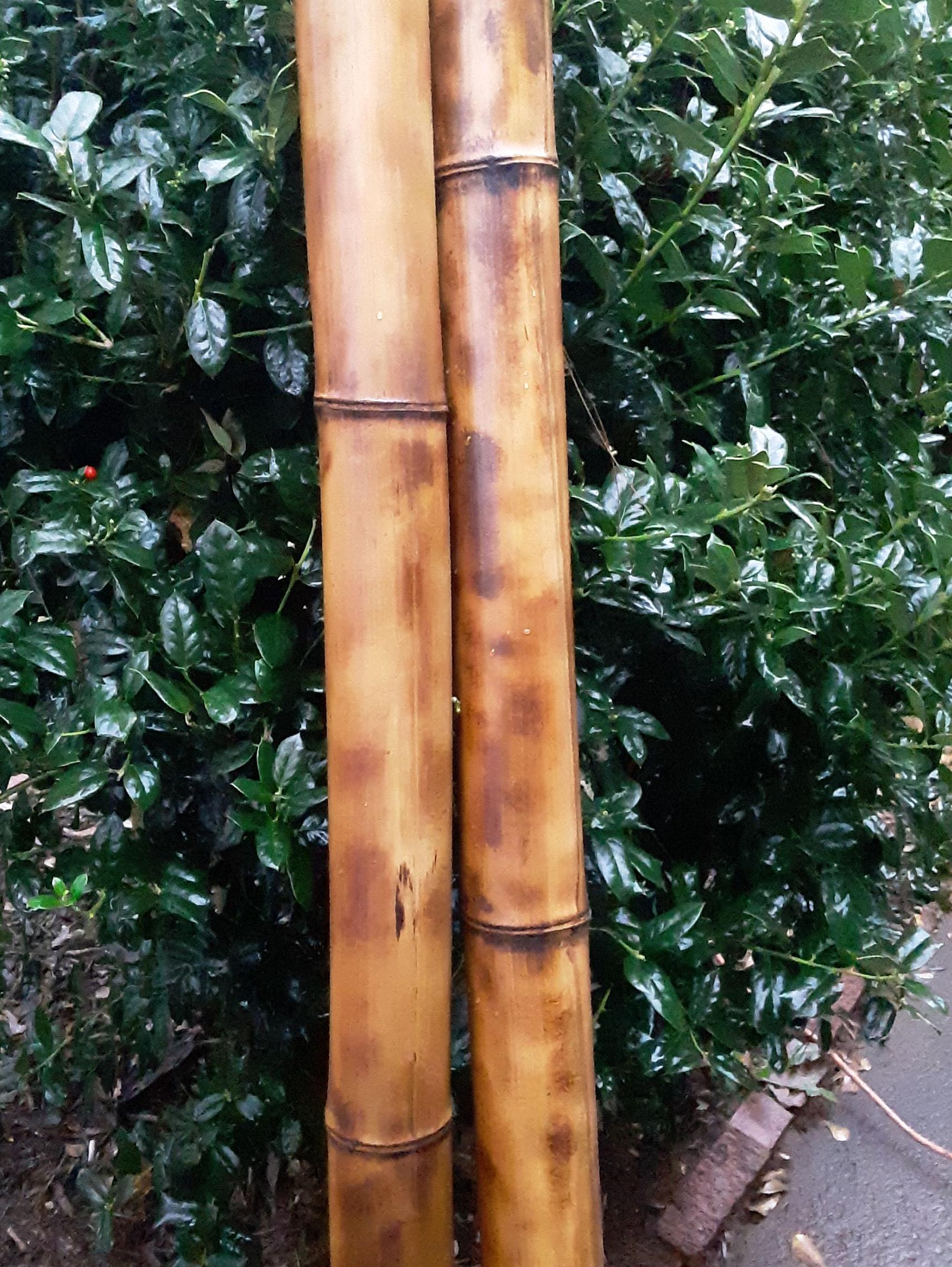 3-3.5" Large Bamboo Poles Set of 2 Flame Cured Quality Bamboo Construction Grade Bamboo Art