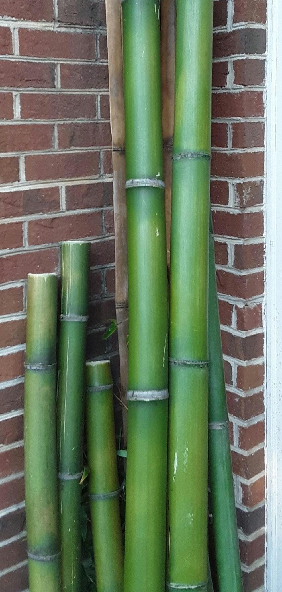 2" Green Bamboo 2pk Fresh Cut 100% Natural Grown Bamboo in USA Bamboo Indoor Outdoor Garden Planters Stakes Decor DIY Crafts