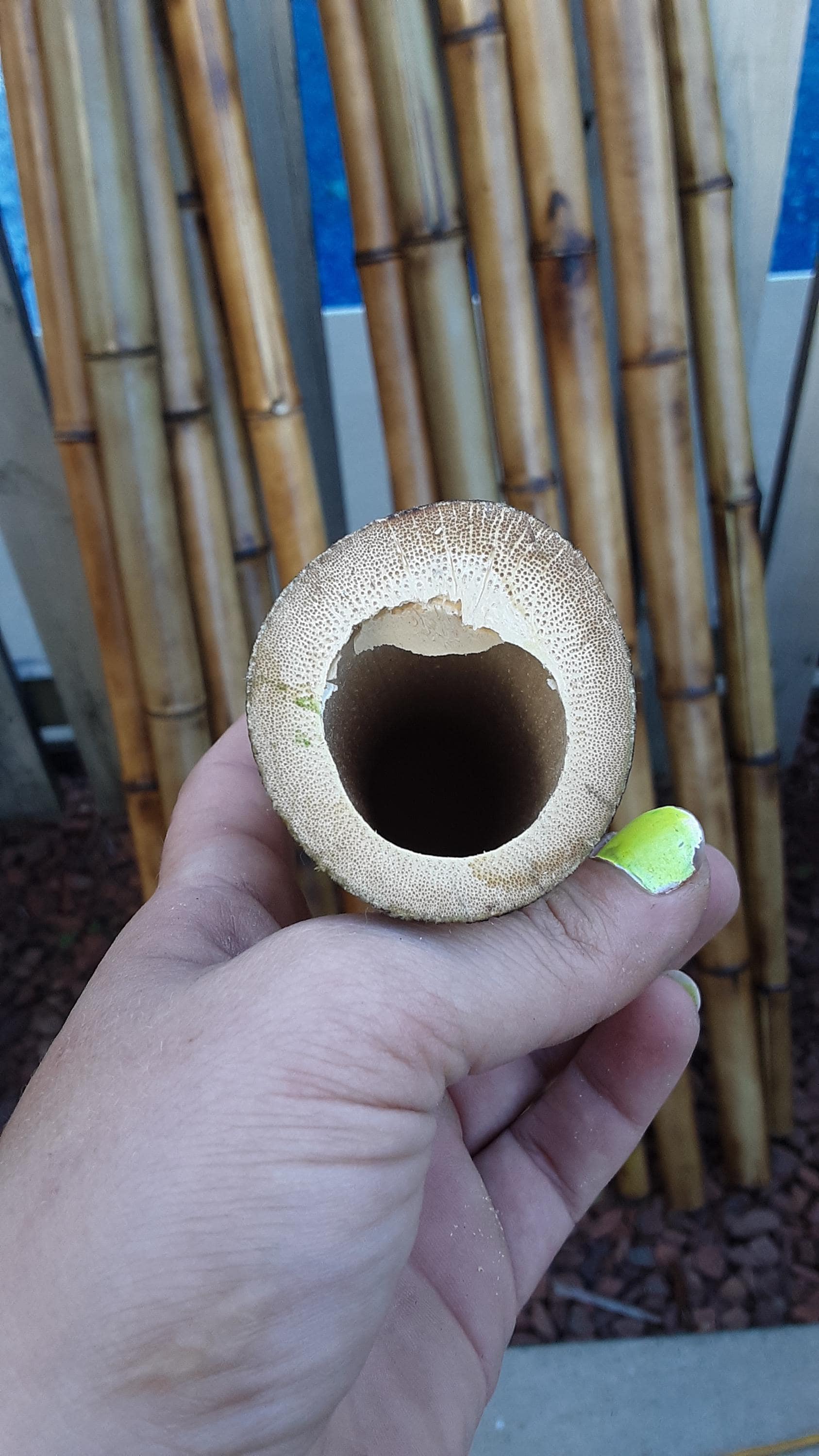 Bamboo Poles 8 Pk 1.5" Diam. Craft Bamboo Sticks Indoor Outdoor Bamboo Decor Bamboo for Garden Bamboo for Vases Sticks for Vase Office Decor