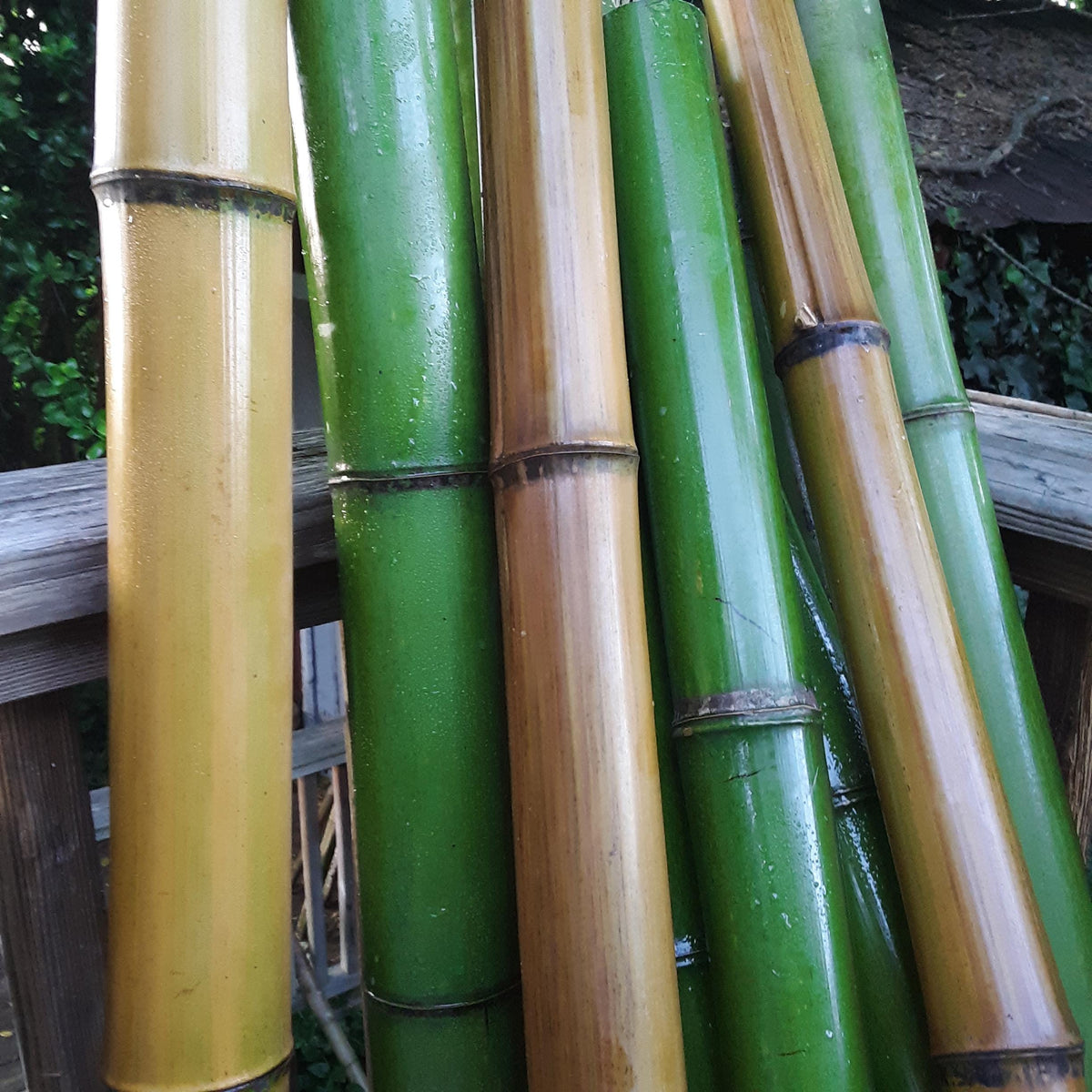 2" Green Bamboo 2pk Fresh Cut 100% Natural Grown Bamboo in USA Bamboo Indoor Outdoor Garden Planters Stakes Decor DIY Crafts