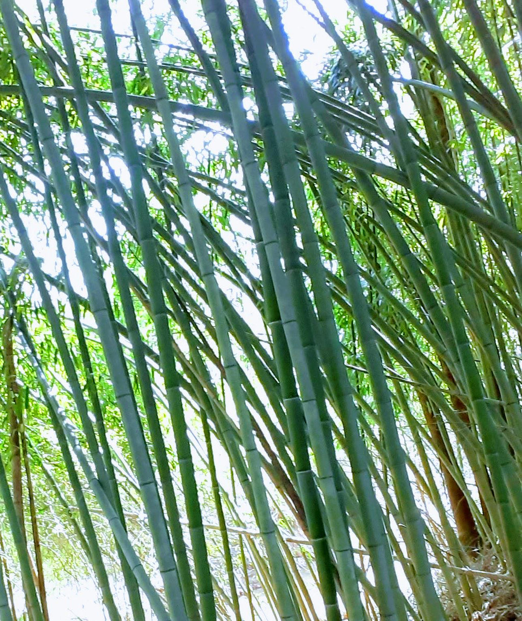 2" Green Bamboo 2pk Fresh Cut 100% Natural Grown Bamboo in USA Bamboo Indoor Outdoor Garden Planters Stakes Decor DIY Crafts