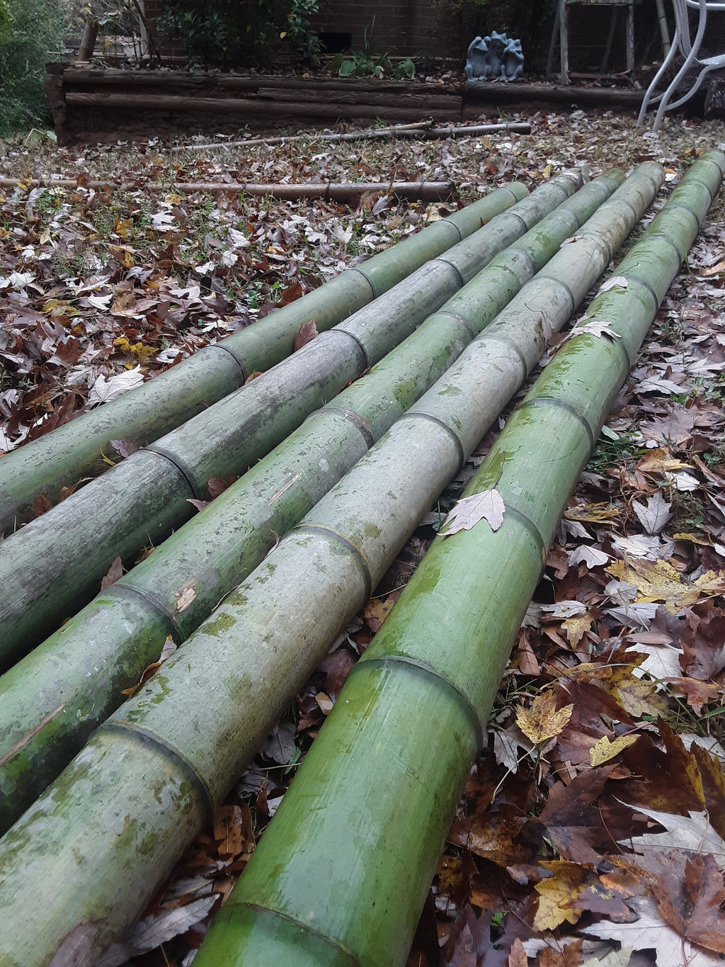 Green Bamboo Pole 4" Diameter Fresh Cut Bamboo Indoor Outdoor Decor Thick Bamboo Natural Bamboo Pole Big Bamboo Decor