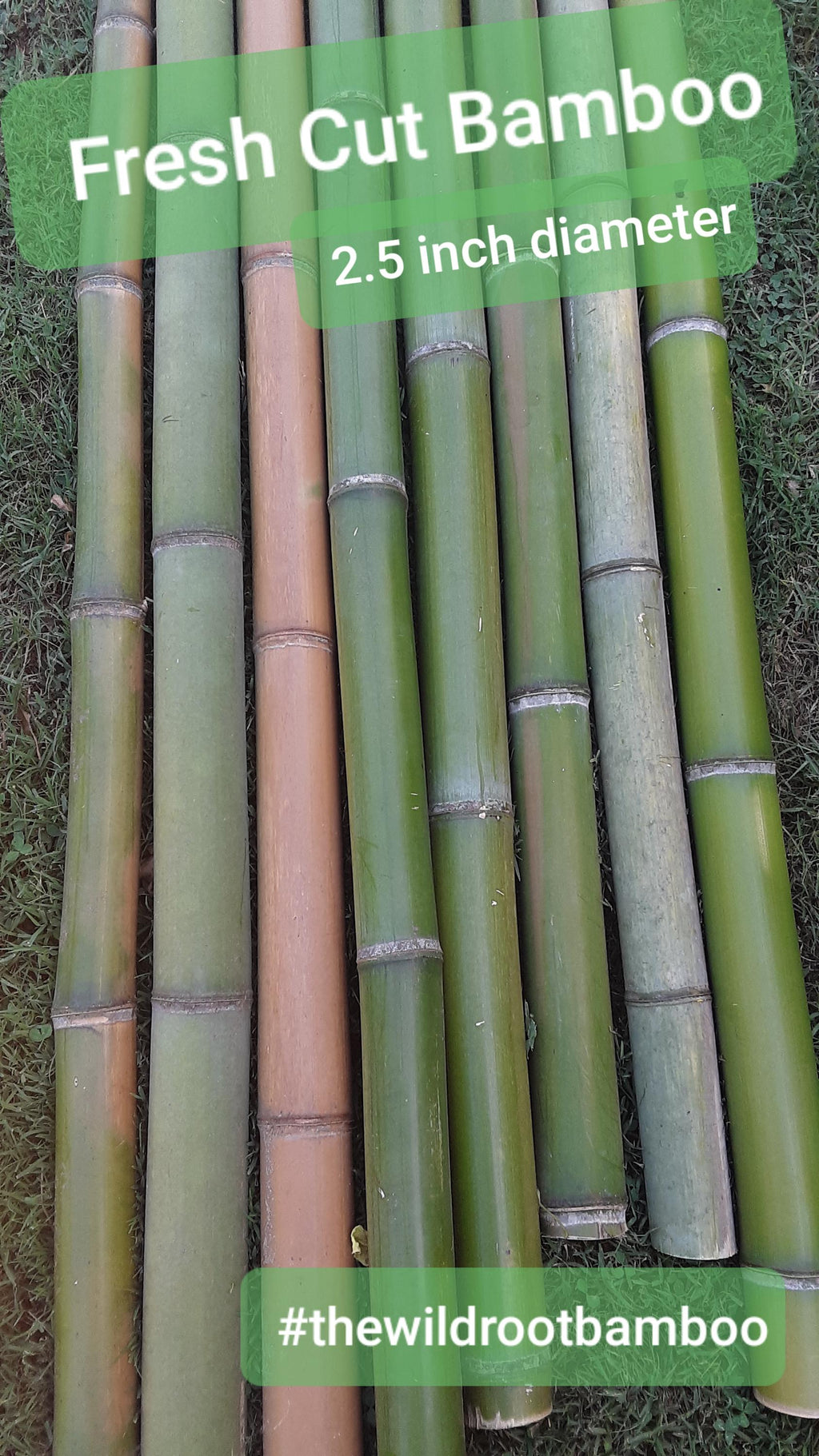 2" Green Bamboo 2pk Fresh Cut 100% Natural Grown Bamboo in USA Bamboo Indoor Outdoor Garden Planters Stakes Decor DIY Crafts