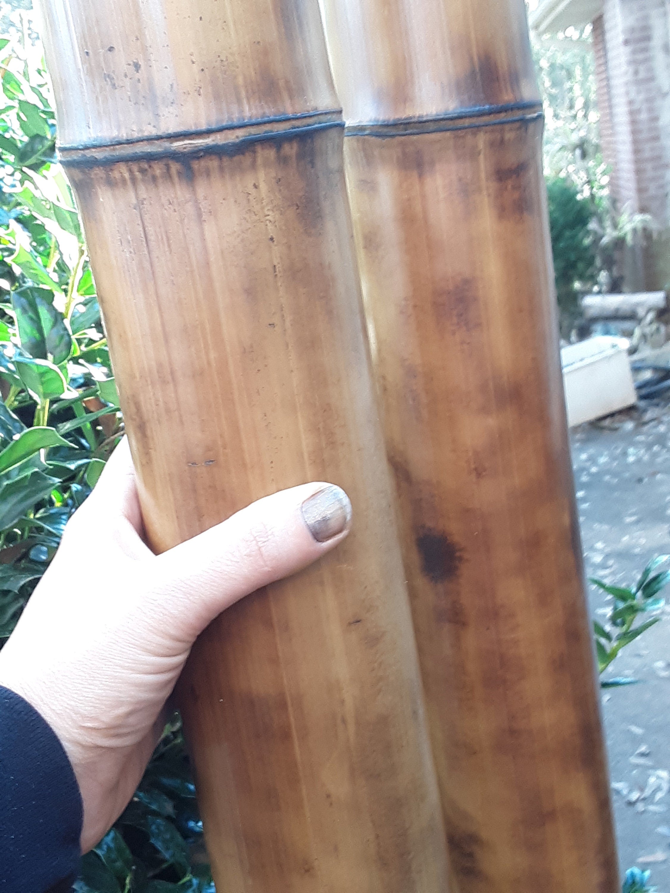 3-3.5" Large Bamboo Poles Set of 2 Flame Cured Quality Bamboo Construction Grade Bamboo Art