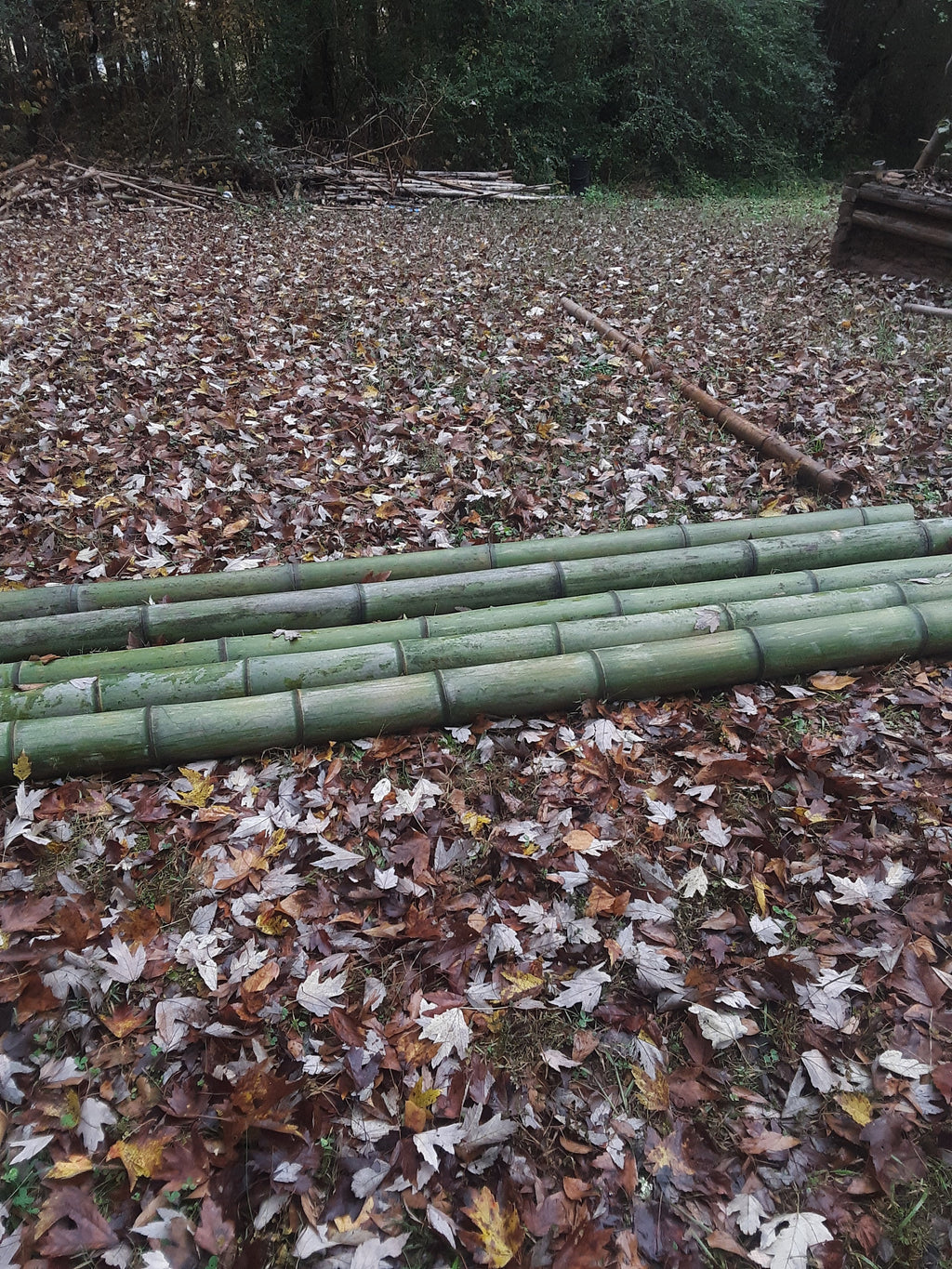 Green Bamboo Pole 4" Diameter Fresh Cut Bamboo Indoor Outdoor Decor Thick Bamboo Natural Bamboo Pole Big Bamboo Decor