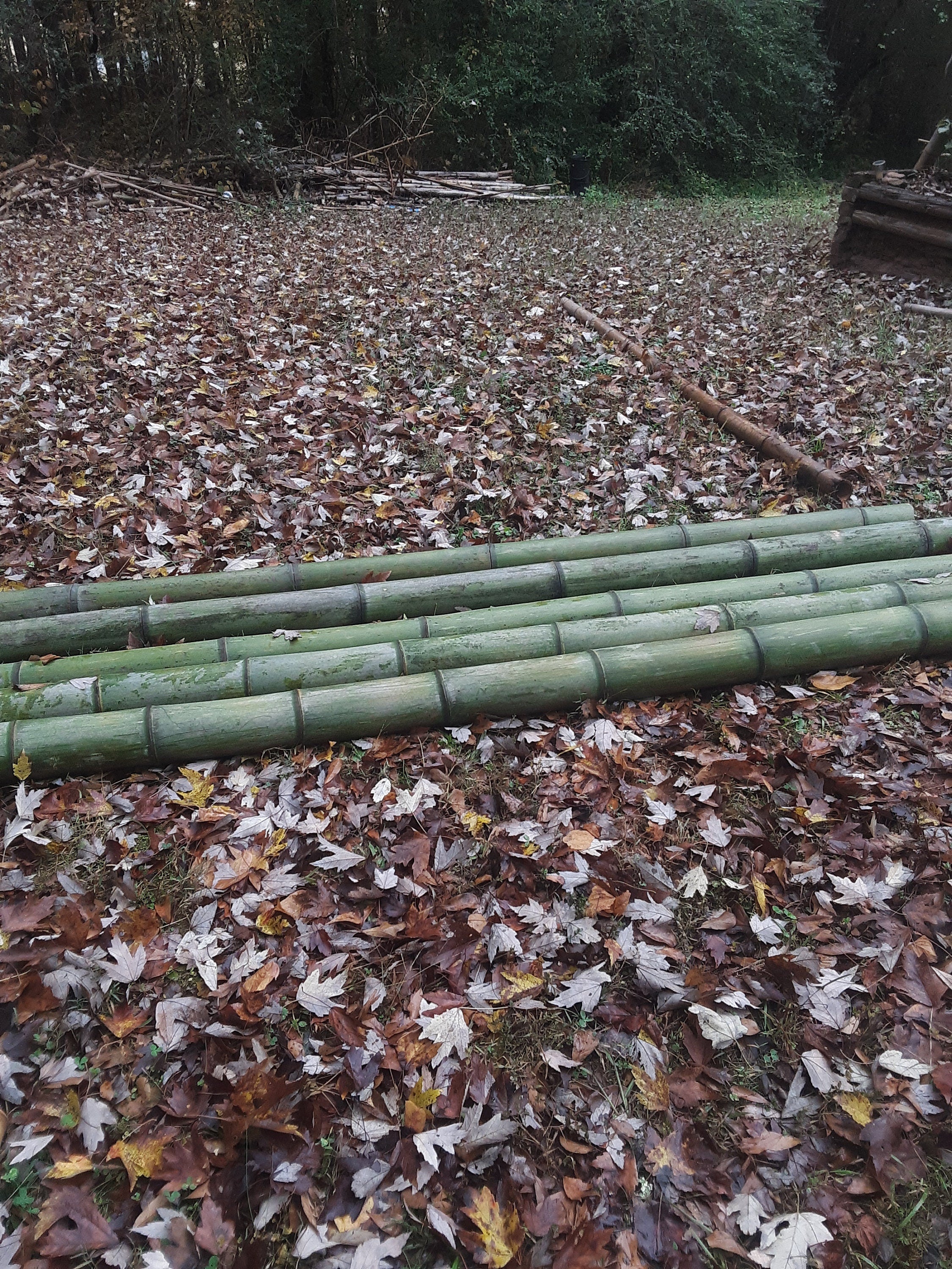 Green Bamboo Pole 4" Diameter Fresh Cut Bamboo Indoor Outdoor Decor Thick Bamboo Natural Bamboo Pole Big Bamboo Decor