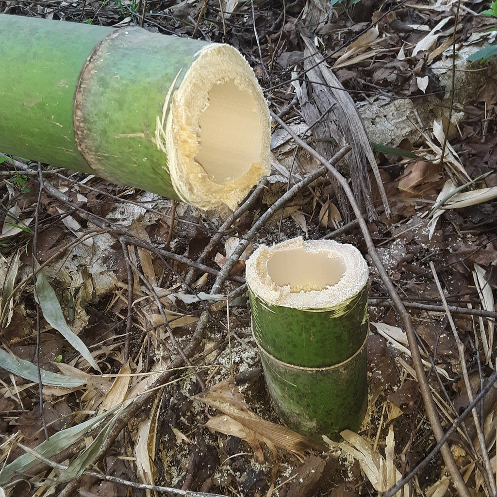 2" Green Bamboo 2pk Fresh Cut 100% Natural Grown Bamboo in USA Bamboo Indoor Outdoor Garden Planters Stakes Decor DIY Crafts