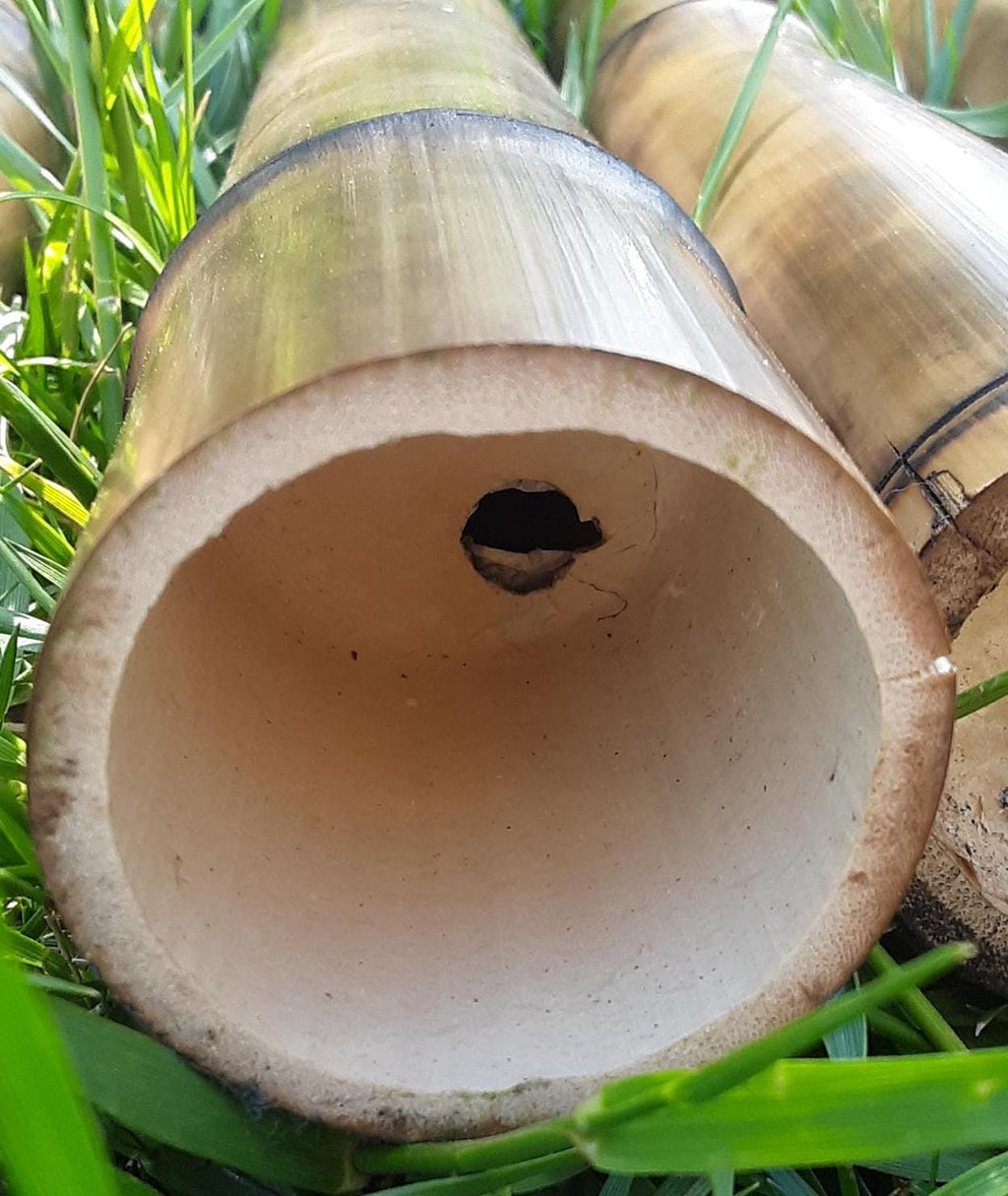 2.5" Set 4 Bamboo Poles Flame Cured All Natural Bamboo Craft Sticks Indoor Outdoor Tiki Decor Bamboo Design